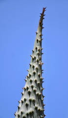 Hoodia