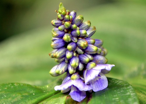 Queen's Spiderwort