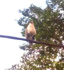 Buteogallus lacernulatus