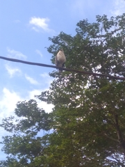 Buteogallus lacernulatus