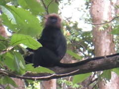 Semnopithecus johnii