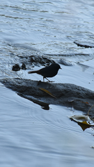 Phoenicurus fuliginosus