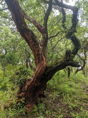 Comarostaphylis glaucescens