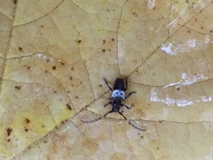 Pogonocherus hispidulus