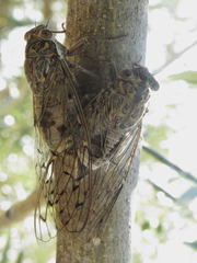 Cicada barbara lusitanica
