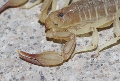 Chihuahuanus russelli