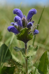 Dracocephalum grandiflorum