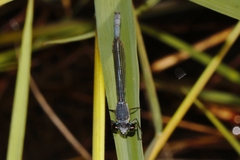 Pseudagrion spernatum