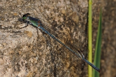 Pseudagrion spernatum