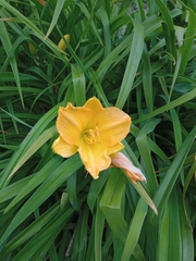 Angiospermae