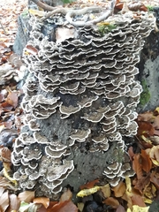 Trametes versicolor