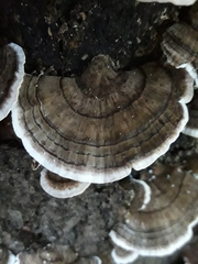 Trametes versicolor