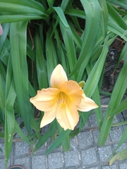 Angiospermae