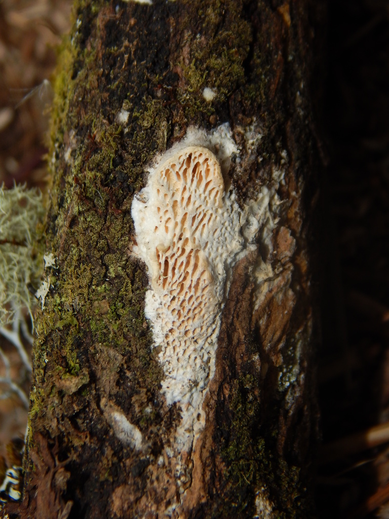 Antrodia neotropica