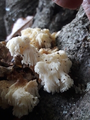 Hericium cirrhatum