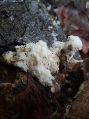 Hericium cirrhatum
