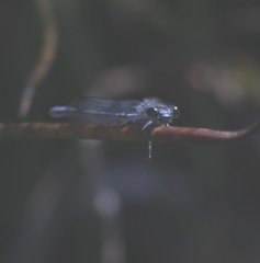 Pseudagrion draconis
