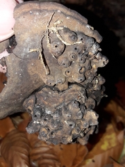 Agathomyia wankowiczii