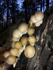 Apioperdon pyriforme