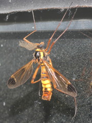 Ctenophora ornata