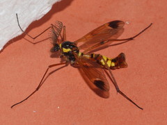 Ctenophora ornata
