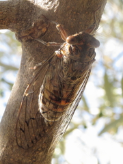 Cicada barbara lusitanica