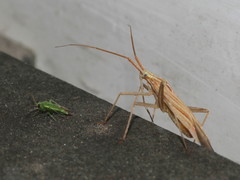 Miridius quadrivirgatus