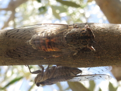 Cicada barbara lusitanica