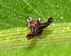 Choreutis emplecta