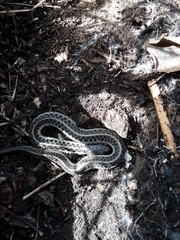 Thamnophis sirtalis
