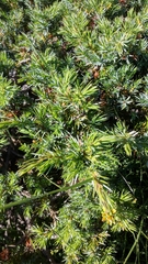 Juniperus communis hemisphaerica