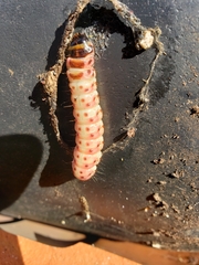 Scolecocampa liburna