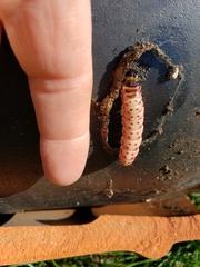 Scolecocampa liburna