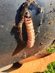 Scolecocampa liburna