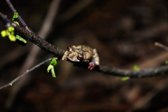 Dendropsophus melanargyreus