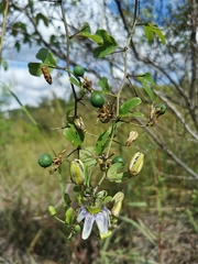 Passiflora standleyi