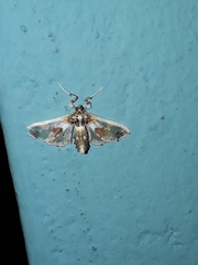 Leucinodes