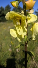 Verbascum spectabile