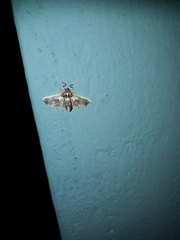 Leucinodes