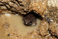 Physalaemus nattereri