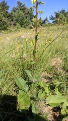 Verbascum spectabile