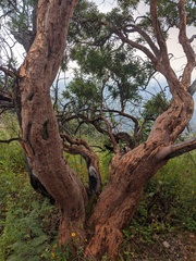 Comarostaphylis glaucescens