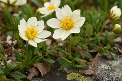 Dryas oxyodonta