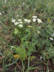Sphallerocarpus gracilis