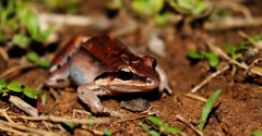 Leptodactylus mystaceus