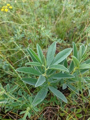 Thermopsis mongolica