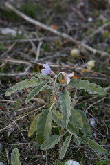 Solanum elaeagnifolium
