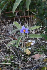Solanum elaeagnifolium