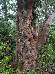 Comarostaphylis glaucescens