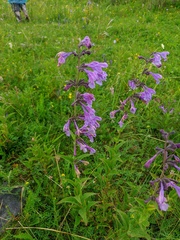 Nepeta sibirica